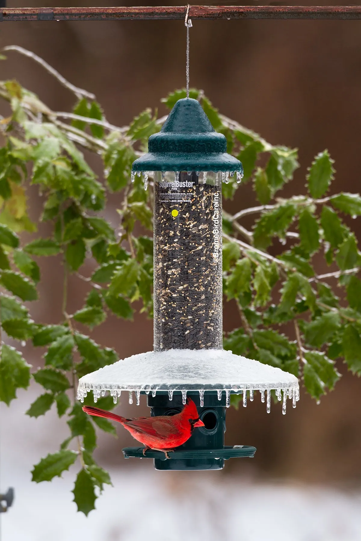 Squirrel Buster Plus Weather Guard - image 2
