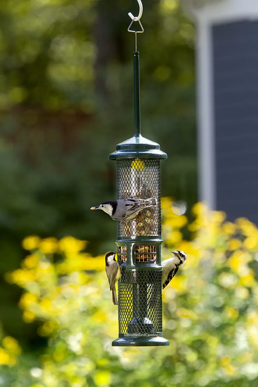 Squirrel Buster Nut Feeder - image 2