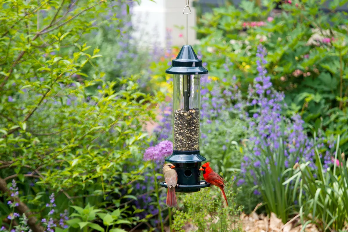 Squirrel Buster Plus - image 2