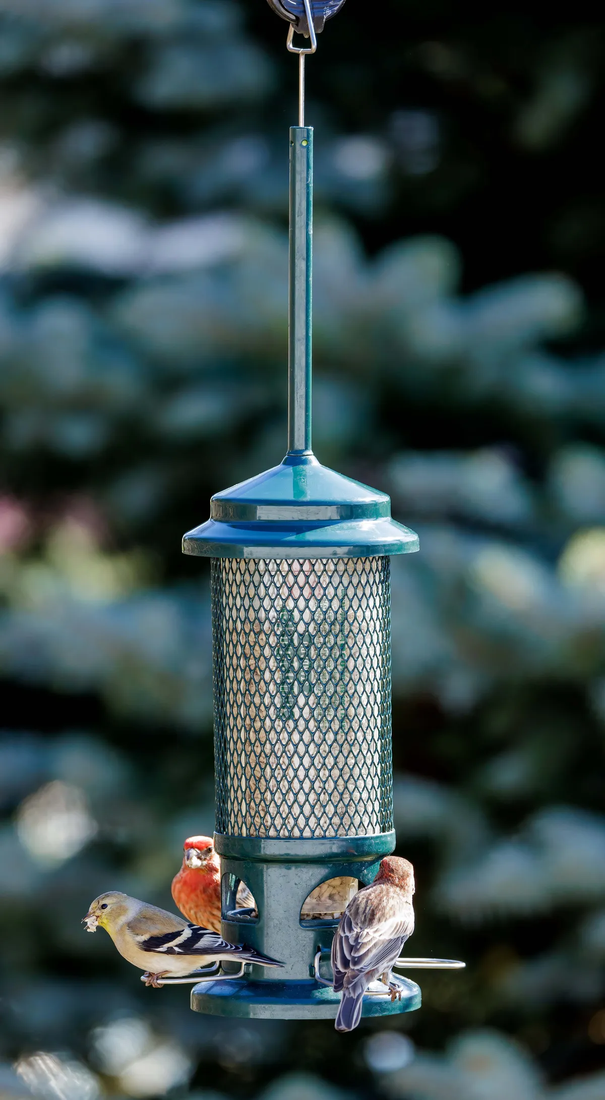 Squirrel Buster Standard - image 2