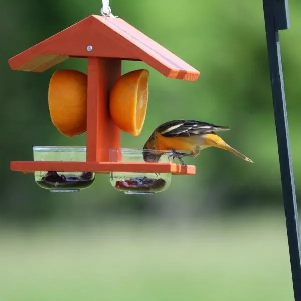 Double Fruit and Jelly Feeder - image 3