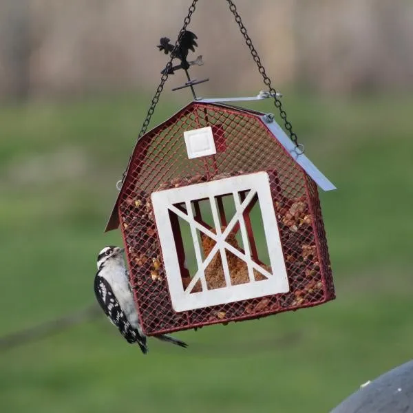 Mesh Barn Seed and Suet Feeder - image 2
