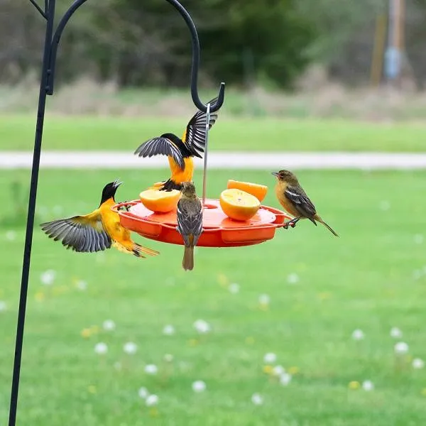 Ultimate Oriole Fruit, Nectar & Jelly Feeder